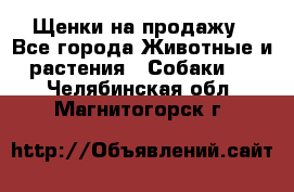 Щенки на продажу - Все города Животные и растения » Собаки   . Челябинская обл.,Магнитогорск г.